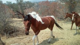 Horse transport from OR to TX