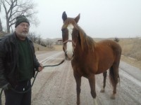 horse transport TX to NE