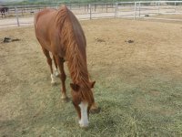 Gelding transport from CO to AZ