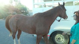 Horse transport from AZ to MT