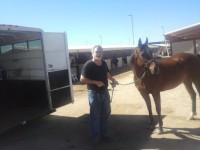 another horse transport from AZ to AZ