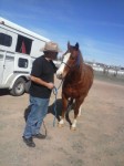 horse-transport-TN-AZ